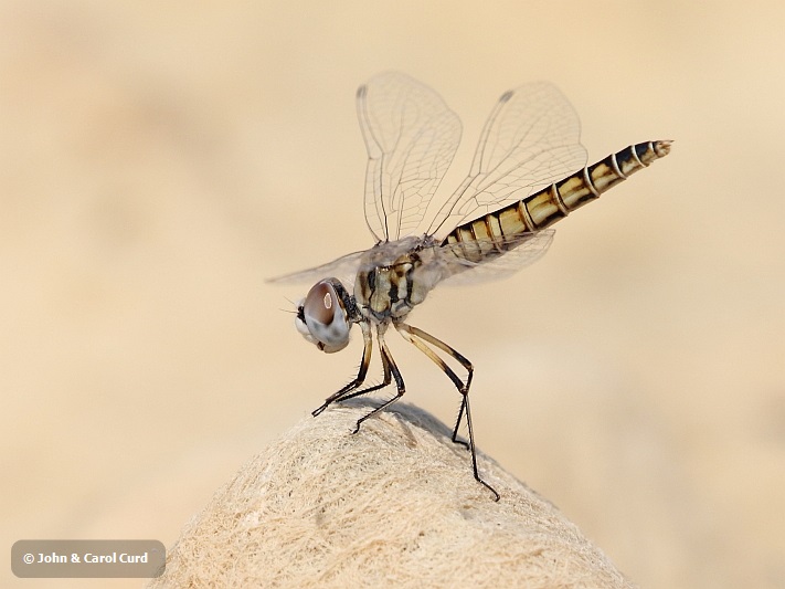 J16_1842 Selysiothemis nigra female.JPG